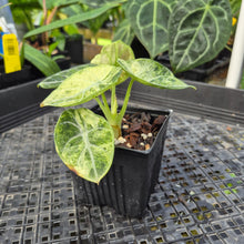 Load image into Gallery viewer, Alocasia Ninja Tricolor, Exact Plant Variegated Ships Nationwide