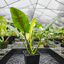 Load image into Gallery viewer, Philodendron Subhastatum, Exact Plant Variegated Ships Nationwide