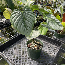 Load image into Gallery viewer, Philodendron Sodiroi True Form exact plant, Fedex 2day