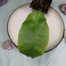 Load image into Gallery viewer, Anthurium Gracile Shipped Nationwide