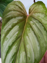 Load image into Gallery viewer, Plowmanii multi plant, Exact Plant, Philodendron