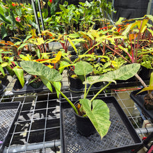 Load image into Gallery viewer, Philodendron Giganteum, Exact Plant Variegated Ships Nationwide