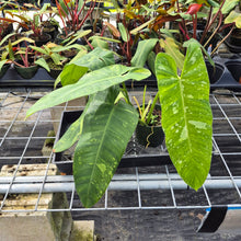 Load image into Gallery viewer, Philodendron Jose Buono, Exact Plant Variegated Ships Nationwide