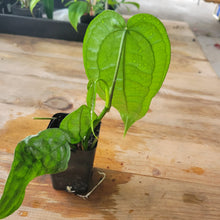 Load image into Gallery viewer, Anthurium Sp. Limon, Exact Plant Ships Nationwide