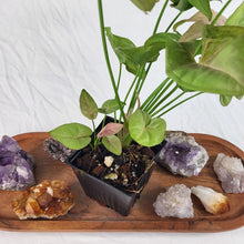 Load image into Gallery viewer, Syngonium Pink Spot, Exact Plant Variegated Ships Nationwide