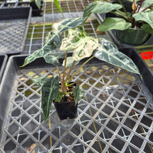 Load image into Gallery viewer, Alocasia polly snowflake variegated, Exact Plant Ships Nationwide.