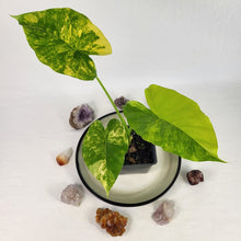 Load image into Gallery viewer, Alocasia Gageana Aurea, Exact Plant Variegated