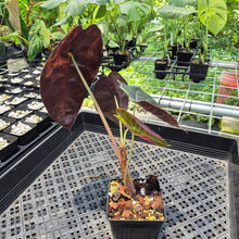 Load image into Gallery viewer, Alocasia Sedenii Aurea Variegated exact plant, Fedex 2day*
