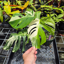 Load image into Gallery viewer, Monstera Borsigiana Albo Deliciosa, Exact Plant Variegated Ships Nationwide