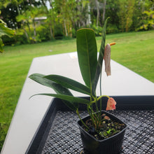 Load image into Gallery viewer, Anthurium Scherzerianum "Pig Tail", Exact Plant Ships Nationwide