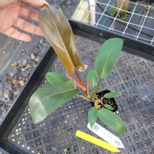 Load image into Gallery viewer, Philodendron Florida Bronze, Exact Plant Ships Nationwide