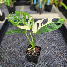 Load image into Gallery viewer, Monstera Adansonii Albo Tricolor Variegated 2.5" pot, Fedex 2day*
