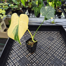 Load image into Gallery viewer, Monstera Deliciosa Creme Brulee variegated exact plant, Fedex 2day*