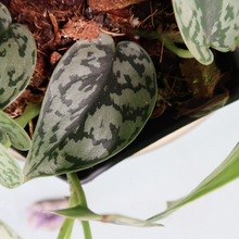 Load image into Gallery viewer, Scindapsus Silver Lady Shipped Nationwide