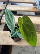 Load image into Gallery viewer, Anthurium (Ace of Spades DF x Kunayalense) x Pap FS 2.5" pot, Fedex 2day*