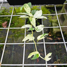 Load image into Gallery viewer, Epipremnum Pinnatum Marble, Exact Plant Variegated Multi plant
