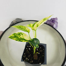 Load image into Gallery viewer, Epipremnum Pinnatum Yellow Flame, Exact Plant Variegated Ships Nationwide