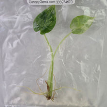 Load image into Gallery viewer, Alocasia Dragon Scale Mint variegated tissue culture 2DayAir