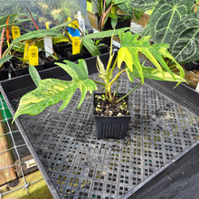 Load image into Gallery viewer, Philodendron Florida Beauty X Tortum, Exact Plant Variegated Ships Nationwide