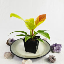 Load image into Gallery viewer, Philodendron Red Moon, Exact Plant Variegated