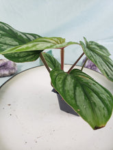 Load image into Gallery viewer, Philodendron Plowmanii, Exact Plant