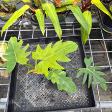 Load image into Gallery viewer, Philodendron Radiatum, Exact Plant Variegated Ships Nationwide