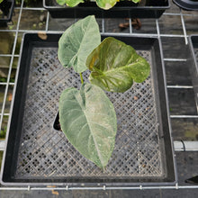 Load image into Gallery viewer, Alocasia Wentii, Exact Plant Variegated Ships Nationwide