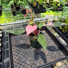 Load image into Gallery viewer, Philodendron Pink Princess Variegated exact plant, Fedex 2day*