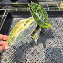 Load image into Gallery viewer, Alocasia Sedenii Aurea Variegated exact plant, Fedex 2day*