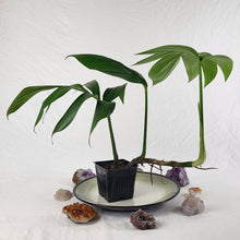 Load image into Gallery viewer, Rhaphidophora Decursiva, Exact Plant Dragon Tail Ships Nationwide