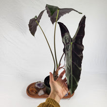 Load image into Gallery viewer, Alocasia Longiloba, Denudata, Exact Plant