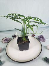 Load image into Gallery viewer, Obliqua Peru, exact plant, Monstera, ships nationwide