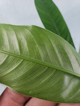 Load image into Gallery viewer, Philodendron Acutifolium, Exact Plant