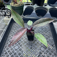 Load image into Gallery viewer, Philodendron Orange Princess Variegated 2.5" Pot, Fedex 2 day*