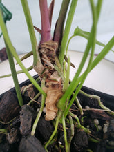 Load image into Gallery viewer, Propinquum, exact plant, Anthurium, ships nationwide