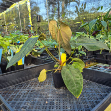 Load image into Gallery viewer, Anthurium Ace Of Spades X Papillilaminum, Exact Plant Ships Nationwide