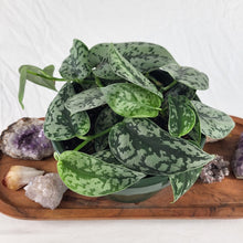 Load image into Gallery viewer, Scindapsus Silver Lady, Exact Plant multi pot Ships Nationwide