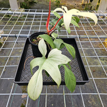 Load image into Gallery viewer, Philodendron Florida Ghost, Large, Exact Plant
