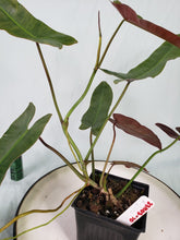 Load image into Gallery viewer, Atabapoense, exact plant, Philodendron, ships nationwide