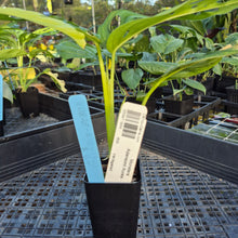 Load image into Gallery viewer, Monstera Adansonii Aurea, Exact Plant Variegated Ships Nationwide