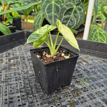 Load image into Gallery viewer, Alocasia Ninja Tricolor, Exact Plant Variegated Ships Nationwide