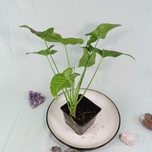 Load image into Gallery viewer, Syngonium Regina Red 4" pot, Fedex 2 day*