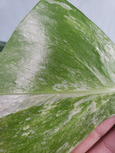 Load image into Gallery viewer, Borsigiana Albo, Exact Plant, variegated Monstera