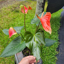 Load image into Gallery viewer, Anthurium Tropic Sunrise Bicolor Obake, Exact Plant Variegated Ships Nationwide