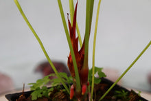 Load image into Gallery viewer, Anthurium Decipiens, 4'' pot, Ships Nationwide