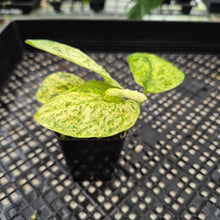 Load image into Gallery viewer, Scindapsus Jade Satin Marble Queen Variegated exact plant, Fedex 2day*