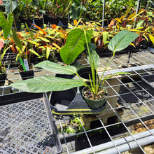 Load image into Gallery viewer, Anthurium Spectabile Wide Form exact plant, Fedex 2day*