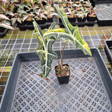 Load image into Gallery viewer, Alocasia Sanderiana Nobilis Aurea Variegated exact plant, Fedex 2day*