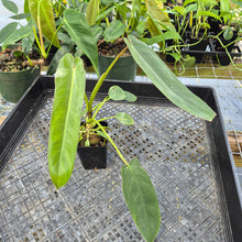 Load image into Gallery viewer, Philodendron Spiritus Sancti 2.5" pot, Fedex 2day*