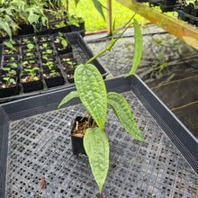 Load image into Gallery viewer, Anthurium Sp. Limon, Exact Plant Ships Nationwide